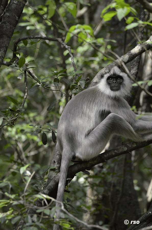 Hanuman-Langur im Nationalpark Wilpattu