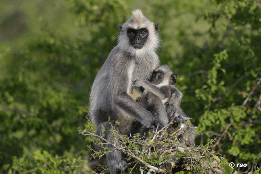 Hanuman-Languren im Nationalpark Bundala
