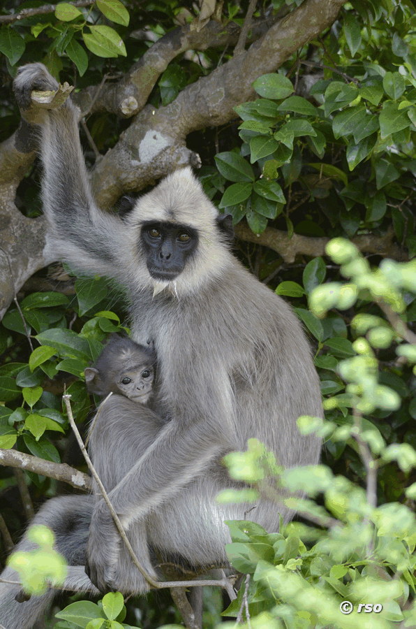 Hanuman-Langurmutter mit Baby