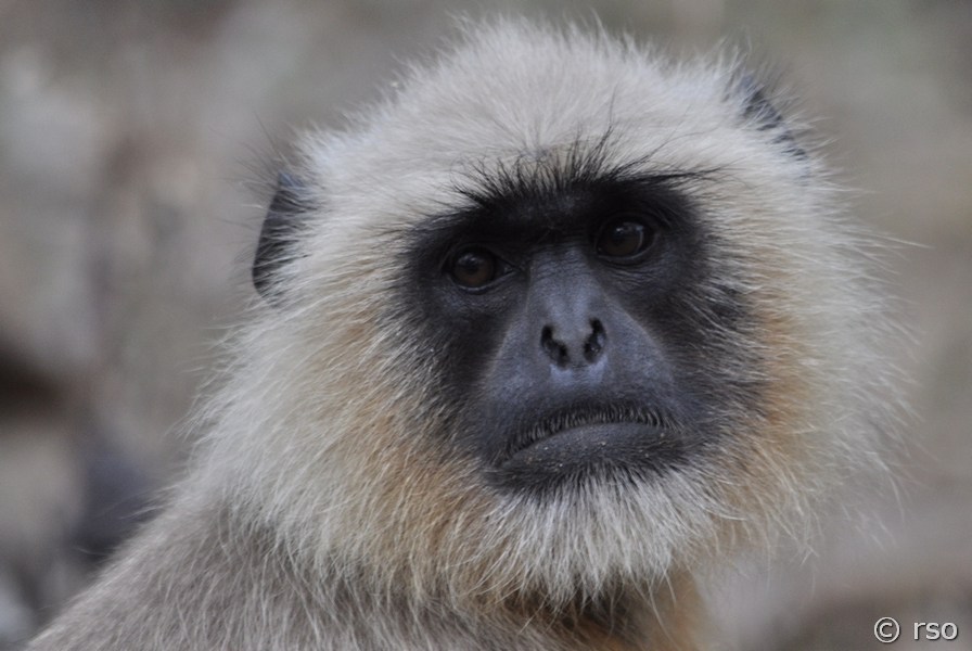 Langur in Anuradhapura
