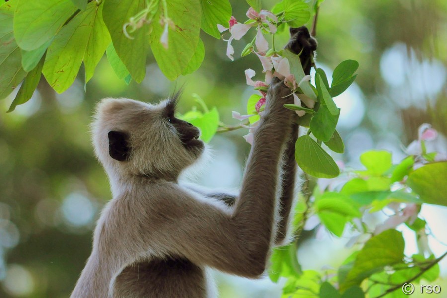 Südlicher Hanuman-Langur